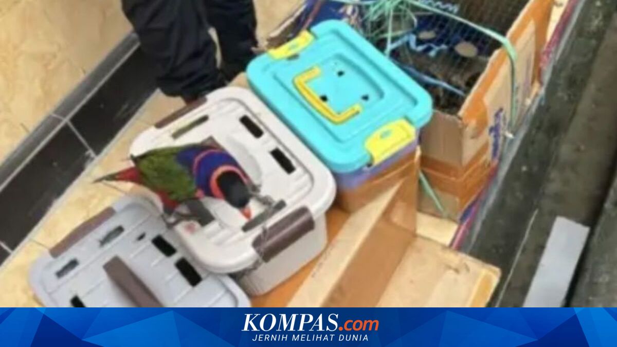 Penemuan 15 Satwa Papua di Kapal Ambon, Diduga Tanpa Izin