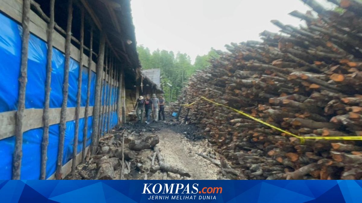 Kepulauan Meranti Terancam, 6.000 Hektare Mangrove Ditebang Secara Ilegal