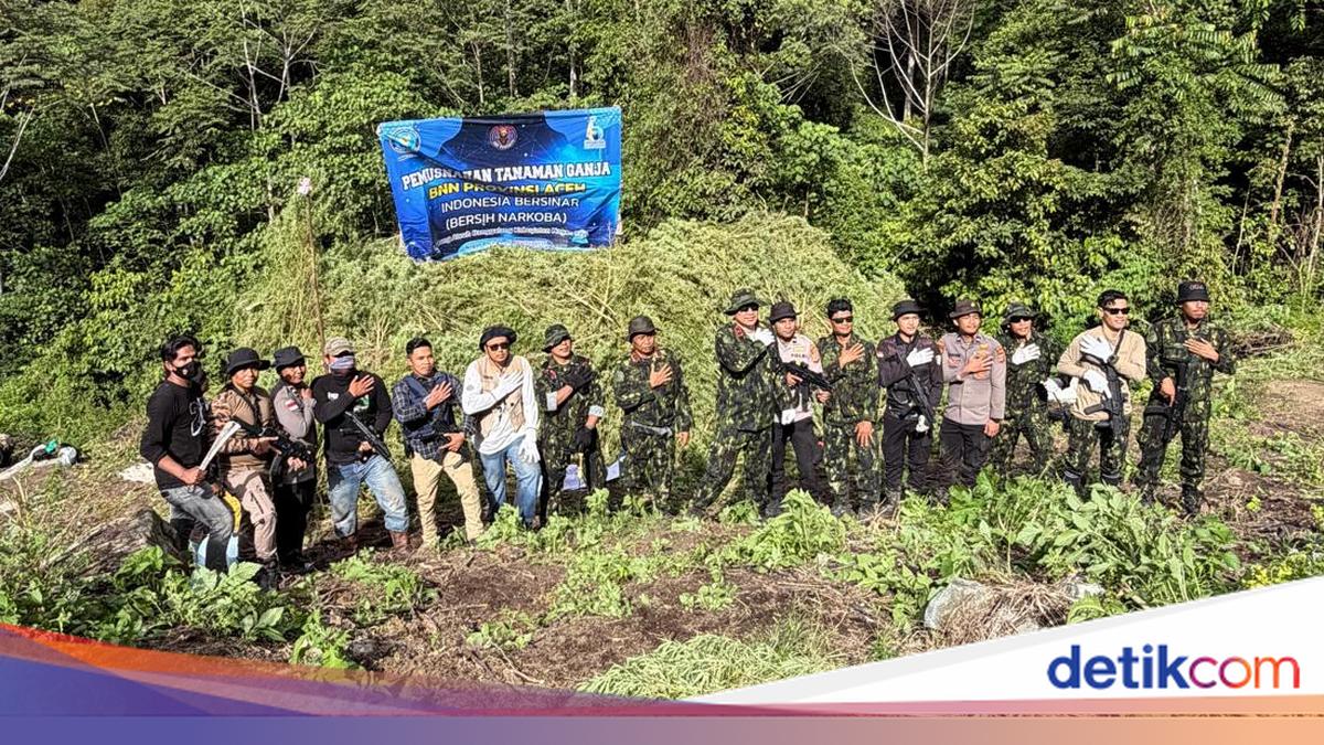 ---
Pemusnahan Ladang Ganja Seluas 12 Hektare di Aceh oleh BNN

---