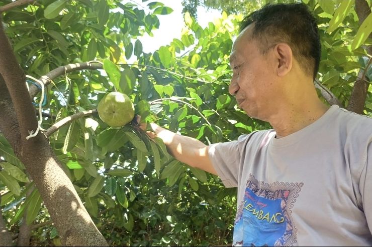 Bambang: Pensiunan PNS Purworejo yang Sukses Bertani Black Sapote dengan Perawatan Sederhana
