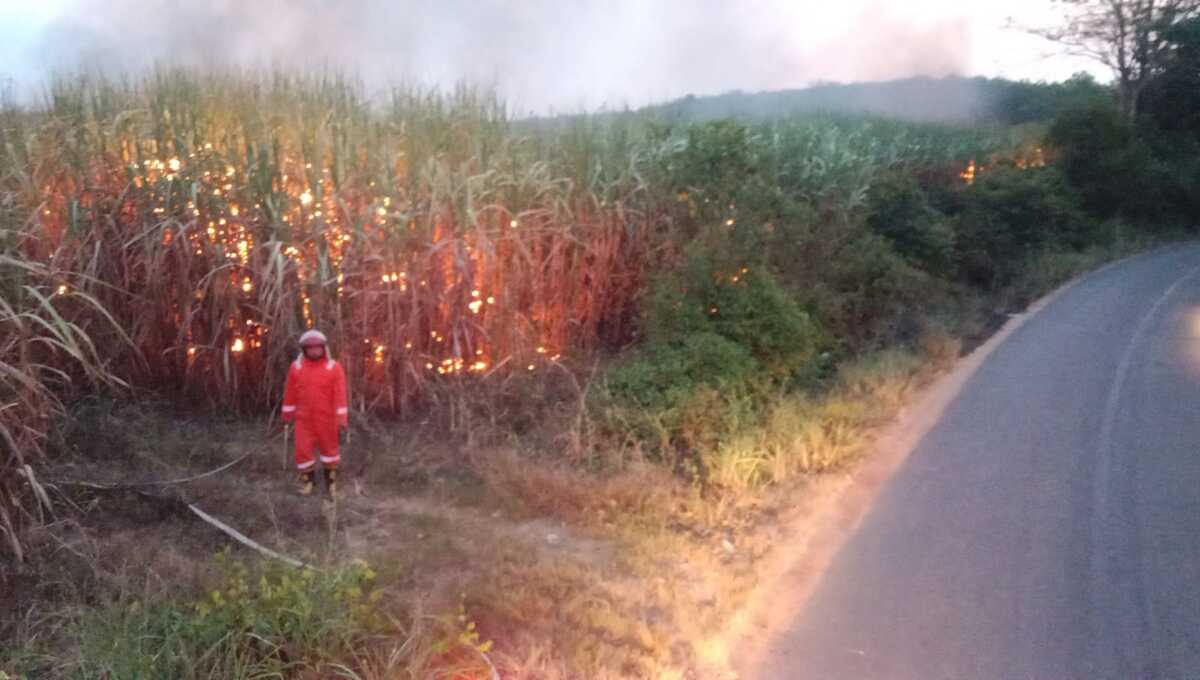 Kebakaran Lahan di Tulang Bawang: 16,6 Hektar Terbakar dalam Satu Pekan