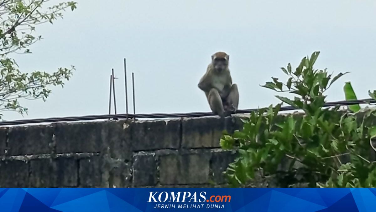 Evakuasi Monyet Liar di Batangkuis, Dua Warga Terluka Akibat Gigitan