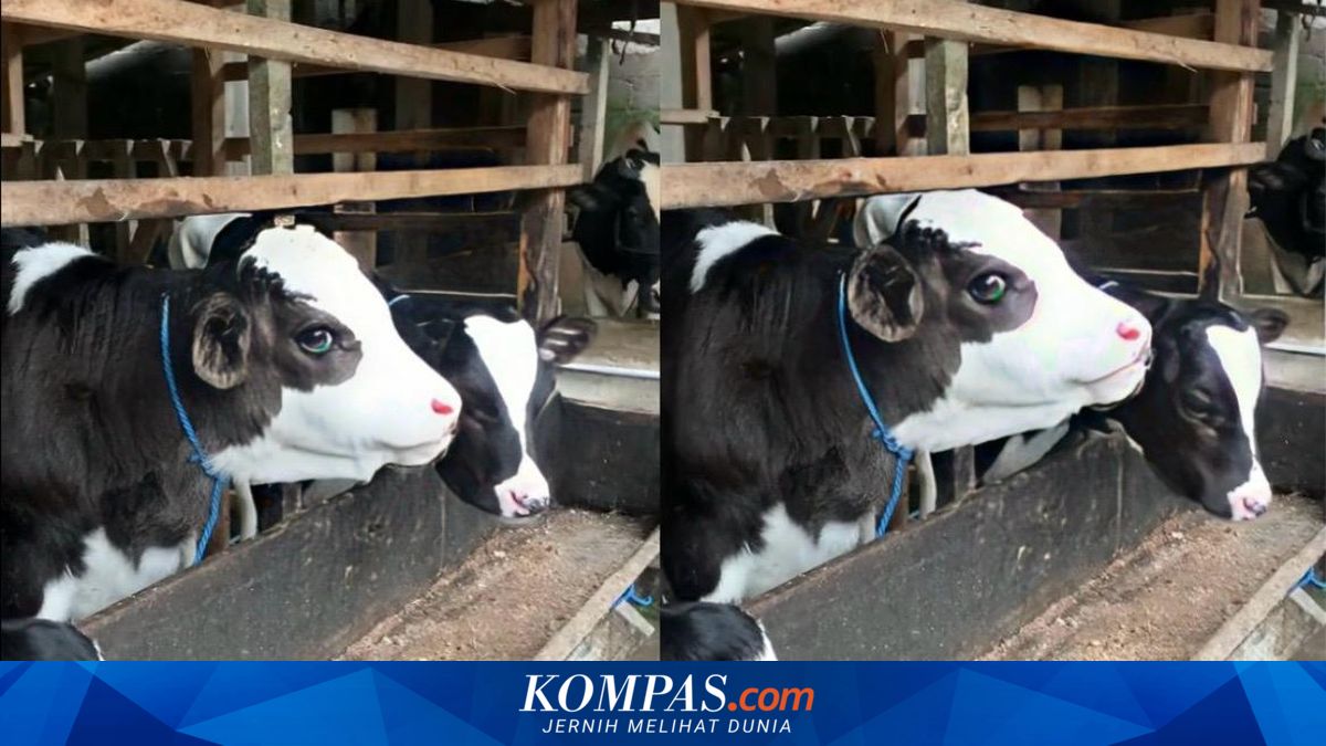 Gembul, Sapi Menawan dari Boyolali yang Mencuri Perhatian Warganet