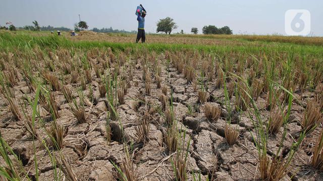 Indonesia Siap Hadapi El Nino dengan Cadangan Beras 5 Juta Ton