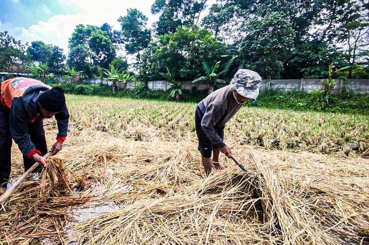 Padi Petani di Bandung Barat Hilang Saat Dijemur, Kerugian Mencapai Jutaan Rupiah