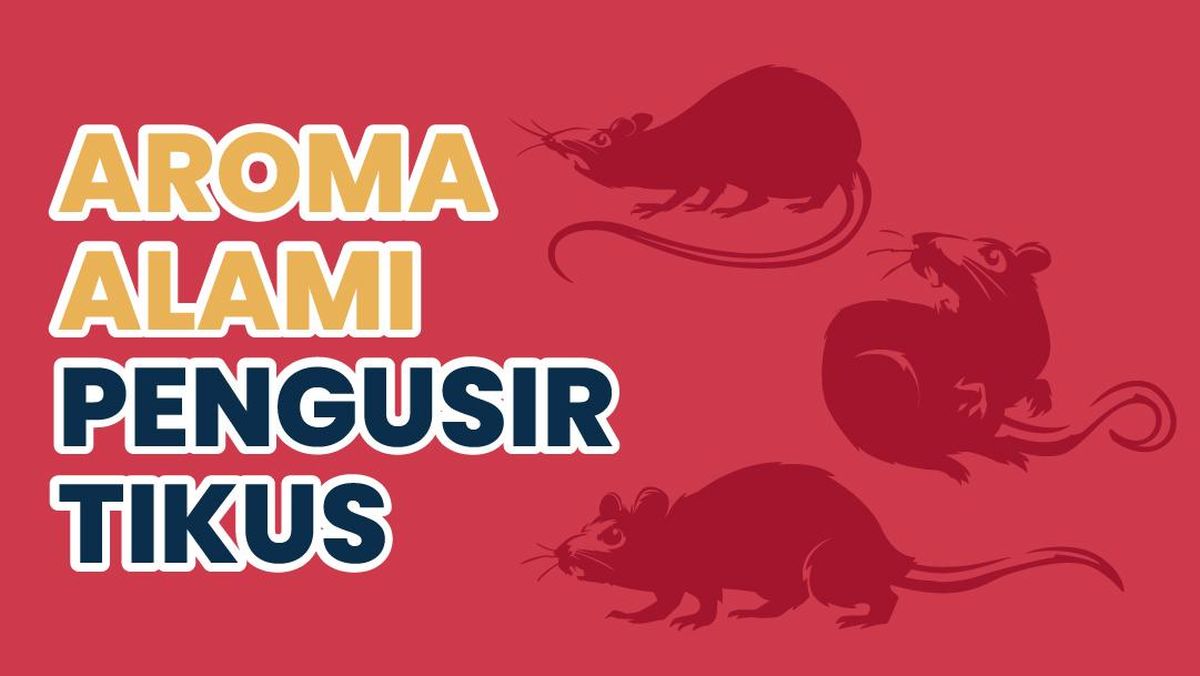 Aroma Alami yang Efektif Mengusir Tikus dari Rumah Anda