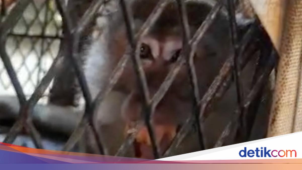 ---
Kera Agresif Serang Warga di Indragiri Hilir, Kini Ditangkap

---