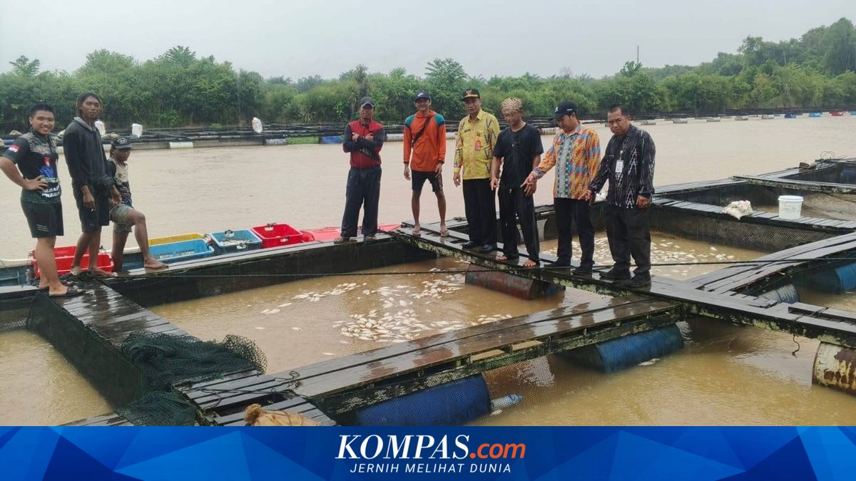 Kematian Massal Ikan di Sungai Mempawah, Kalbar, Diduga Akibat Perubahan Kualitas Air