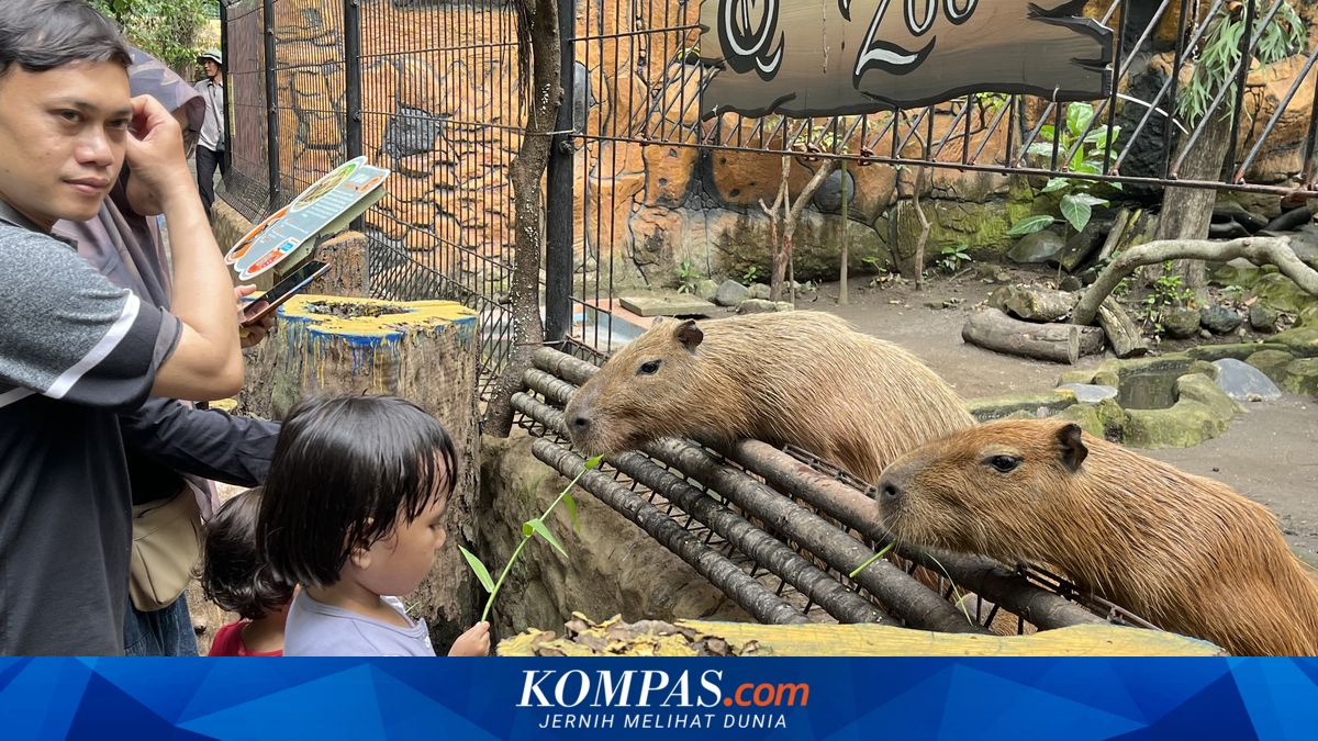 KBS Siap Berikan Informasi Pemeliharaan Satwa di Tengah Kasus Korupsi