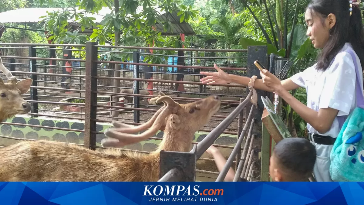 KBS Menyatakan Hanya Satu Gajah yang Meninggal Selama Kasus Korupsi