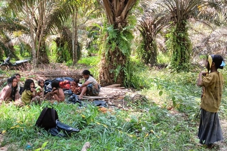 Ketegangan Antara Masyarakat Orang Rimba dan Perusahaan Sawit di Jambi: Dua Luka, Satu Hilang