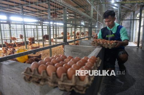 KPPG Semarang Investigasi Pembelian Telur Ayam di Bawah Harga Acuan