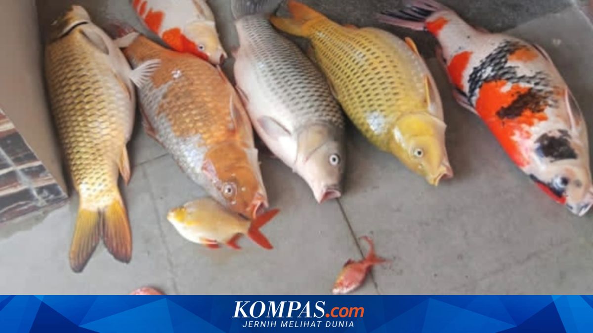 Pemadaman Listrik Lima Jam di Cileungsi, Ikan Koi Warga Mati