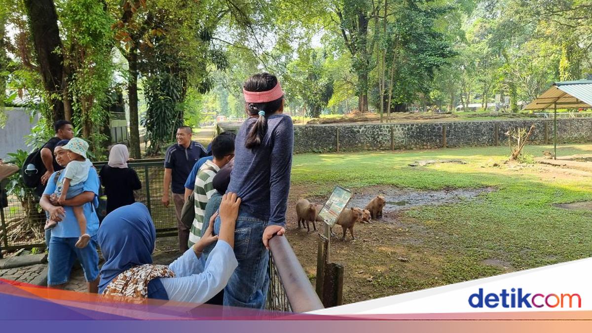 Kepopuleran Kapibara di Ragunan Masih Menggoda Pengunjung