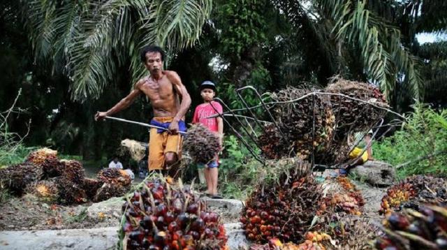 Petani Desak Penambahan Alokasi Dana Bagi Hasil dari Daerah Penghasil Sawit