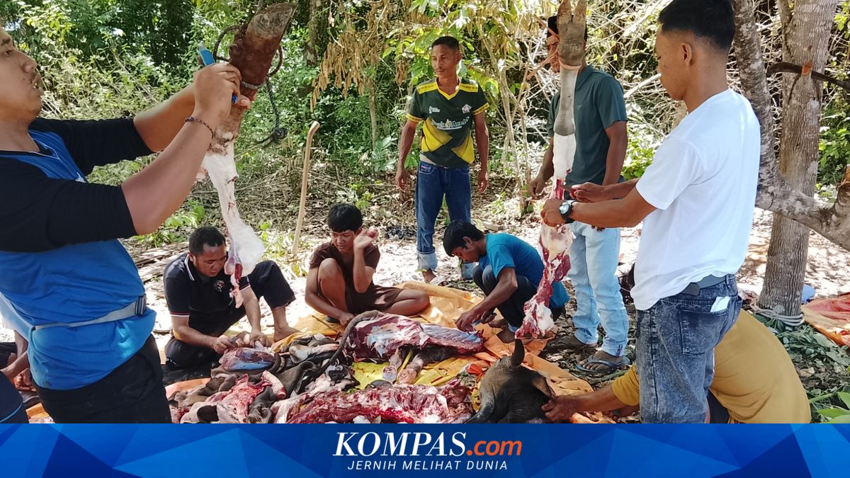 Simbol Toleransi: Daging Kurban di Papua Barat dan NTT