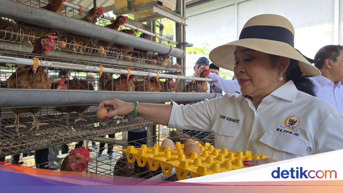 Kunjungan Titiek Soeharto ke Peternakan Ayam di Lapas Terbuka Nusakambangan