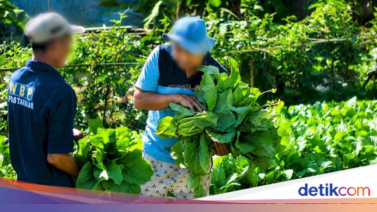 ---
Kebahagiaan Napi Lapas Takalar Saat Memanen Sayuran Hasil Kerja Keras Mereka

---