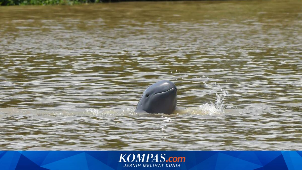 Pesut Mahakam "Lion" Ditemukan Tewas di Kutai Kartanegara, Populasi Menyusut Jadi 65 Ekor