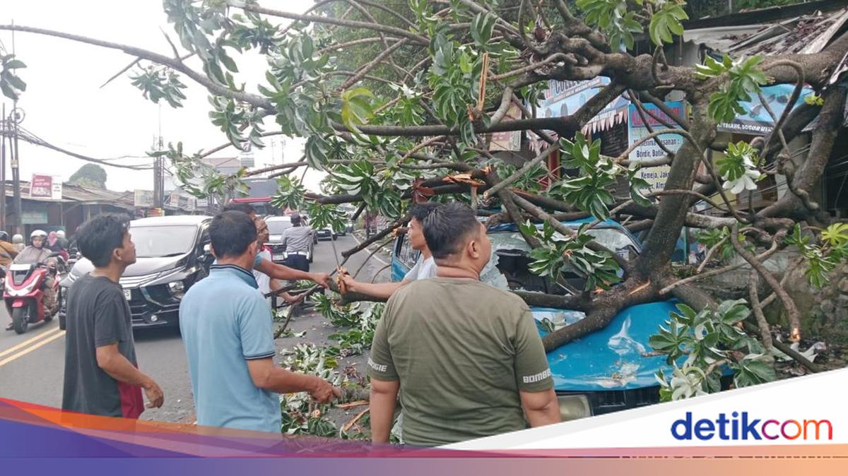 ---
Pohon Kicopong Tumbang di Bogor, Mengganggu Lalu Lintas

---
