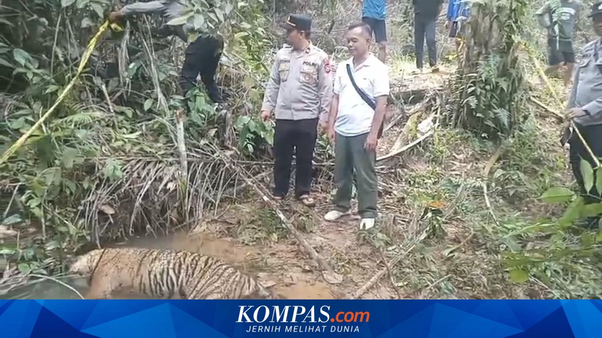 Investigasi Temuan Harimau Mati di Mukomuko, Bengkulu
