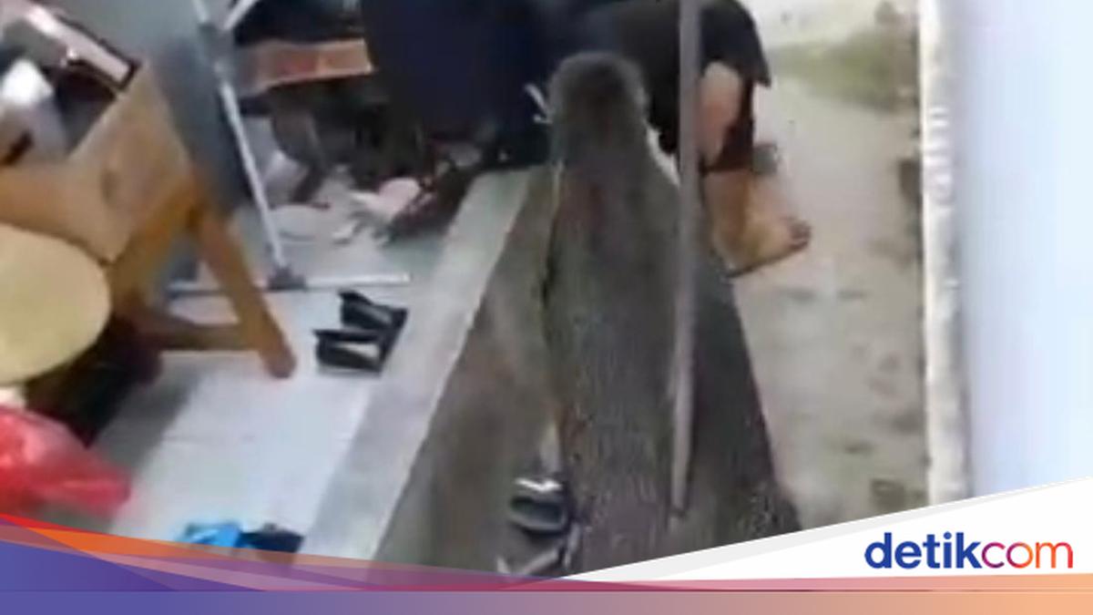 Relawan Gizi di Kuningan Terjatuh Setelah Berusaha Menghalau Babi Hutan