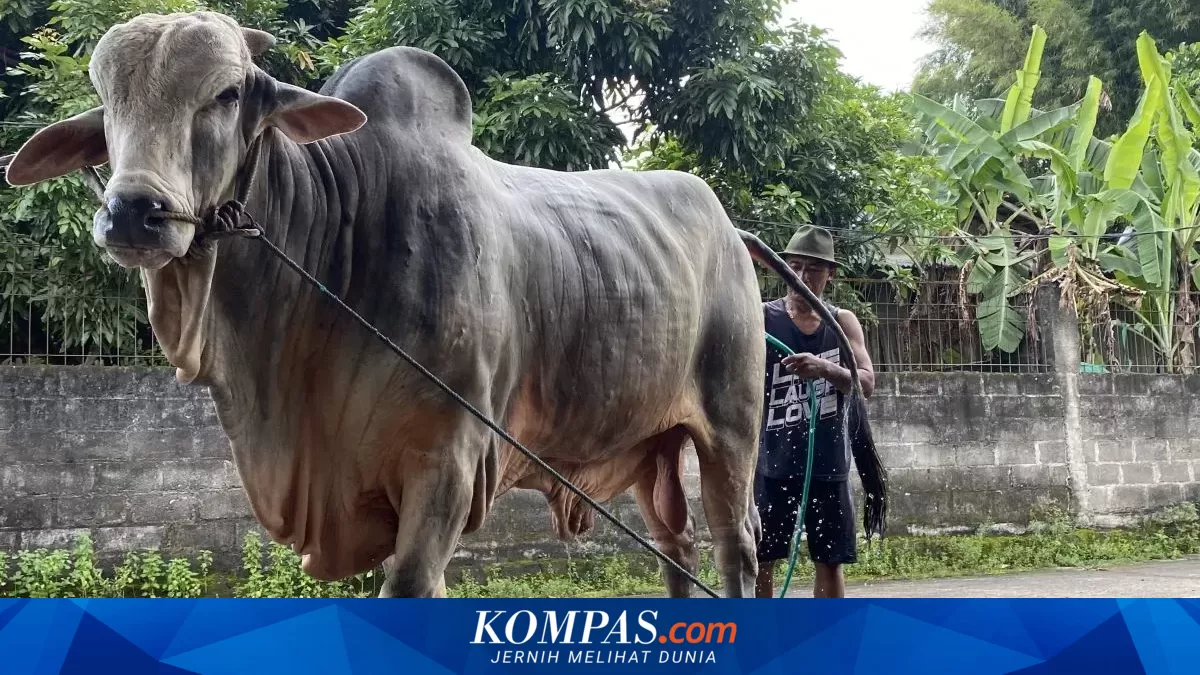 Sapi Mbah Iran, Hewan Kurban Presiden Prabowo dari Peternak Bantul