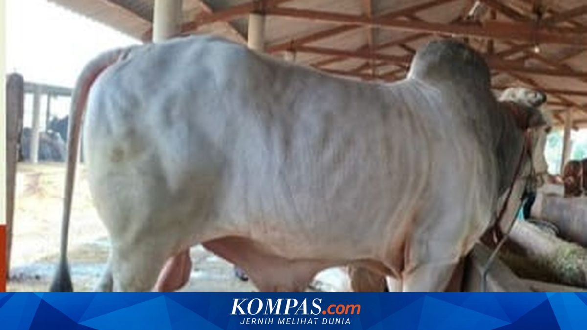 Dua Sapi Warga Lamongan Dipilih sebagai Hewan Kurban oleh Presiden Prabowo