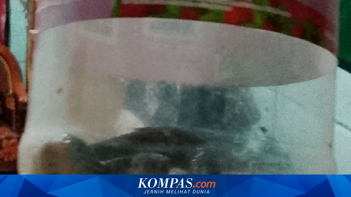 Kejadian Mengejutkan, Nenek di Situbondo Diteror Ular Kobra Saat Memasak