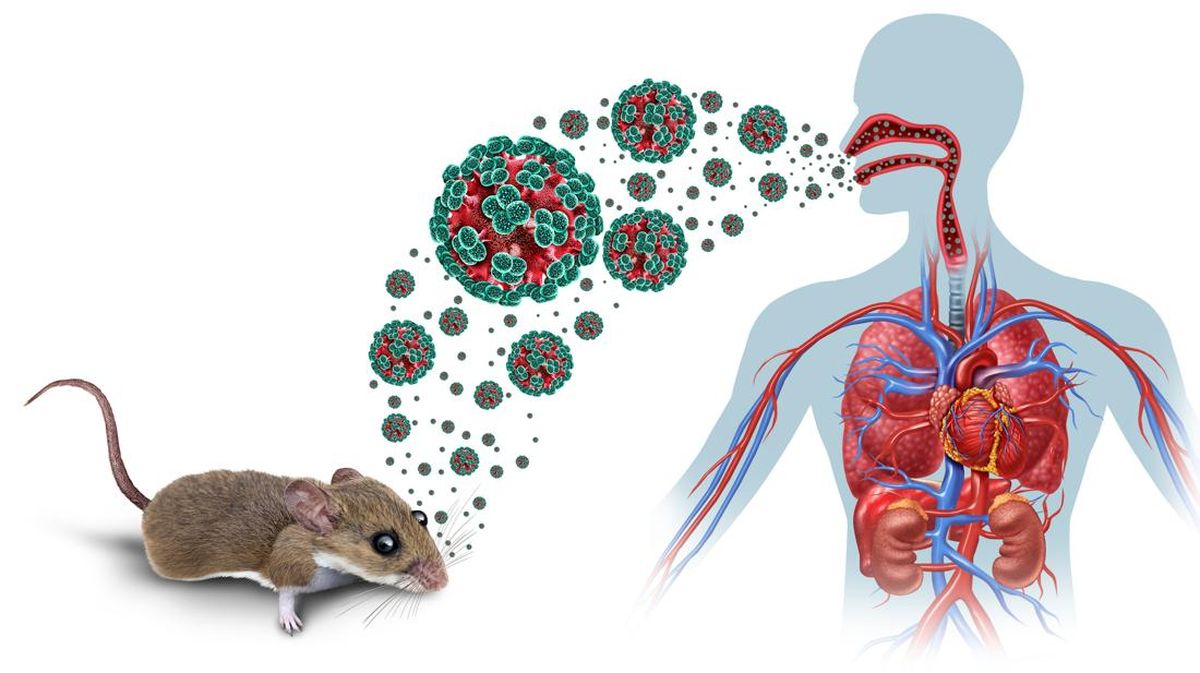 Waspada Terhadap Serang Virus: Hantavirus Lokal di Indonesia
