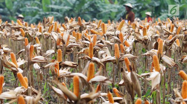 Indonesia Menuju Ketahanan Pangan: Tujuh Komoditas Tak Lagi Bergantung pada Impor