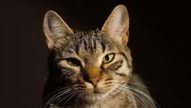 Waspadai Gigitan Kucing: Potensi Risiko Kesehatan yang Serius