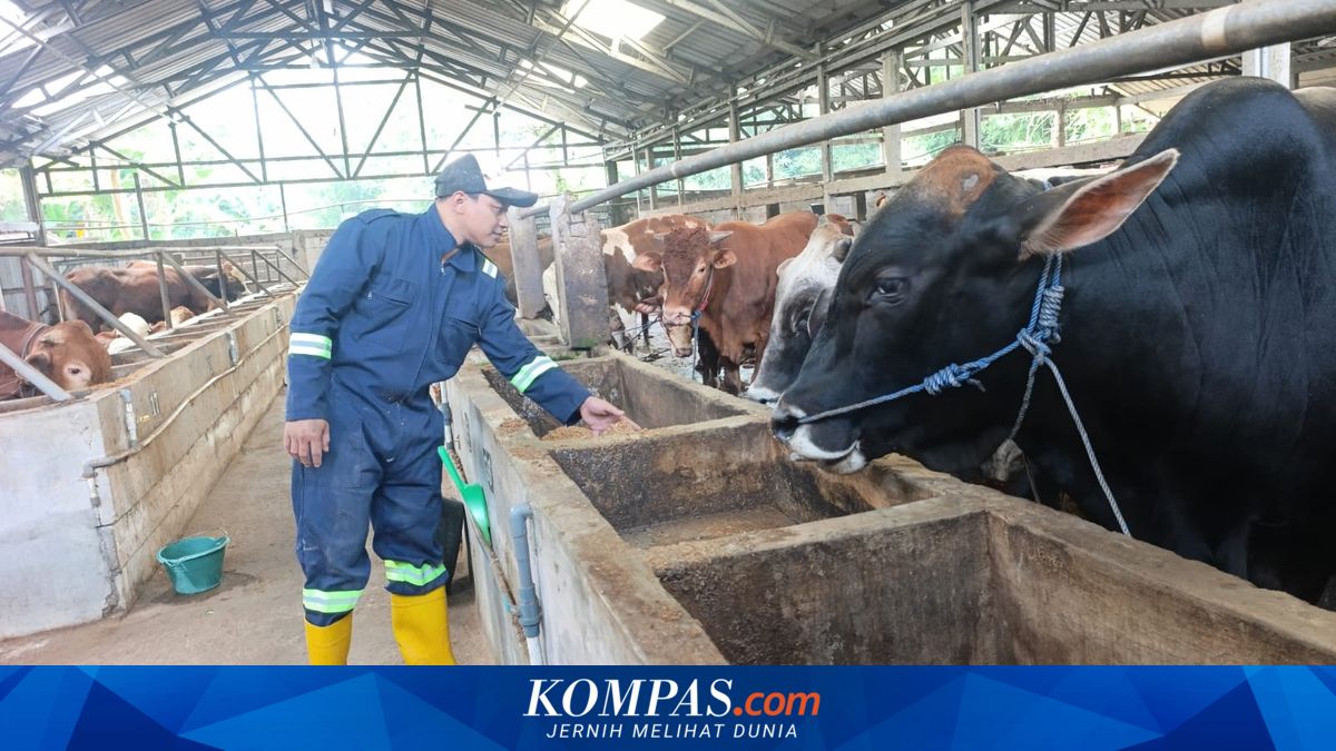 Harga Sapi Kurban Limosin dan Simmental Naik Menjelang Idul Adha di Pati