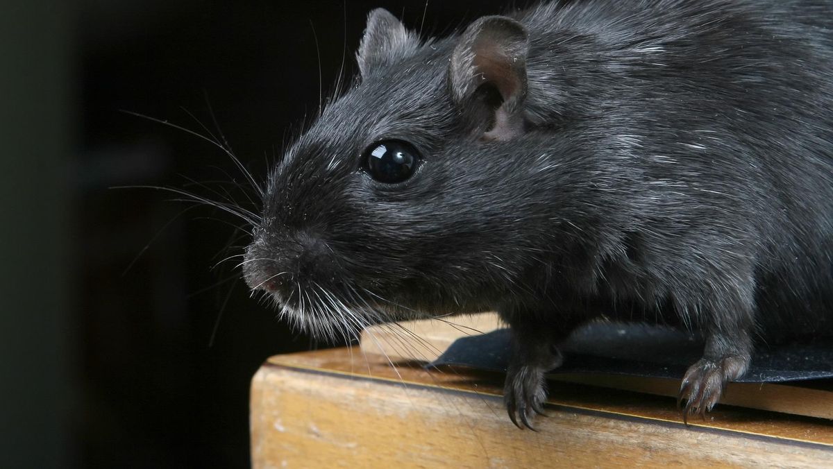 Aroma Alami yang Efektif Usir Tikus dan Waspadai Hantavirus