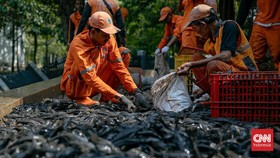 Bahaya Ikan Sapu-Sapu: Dapat Mengganggu Fungsi Otak Manusia